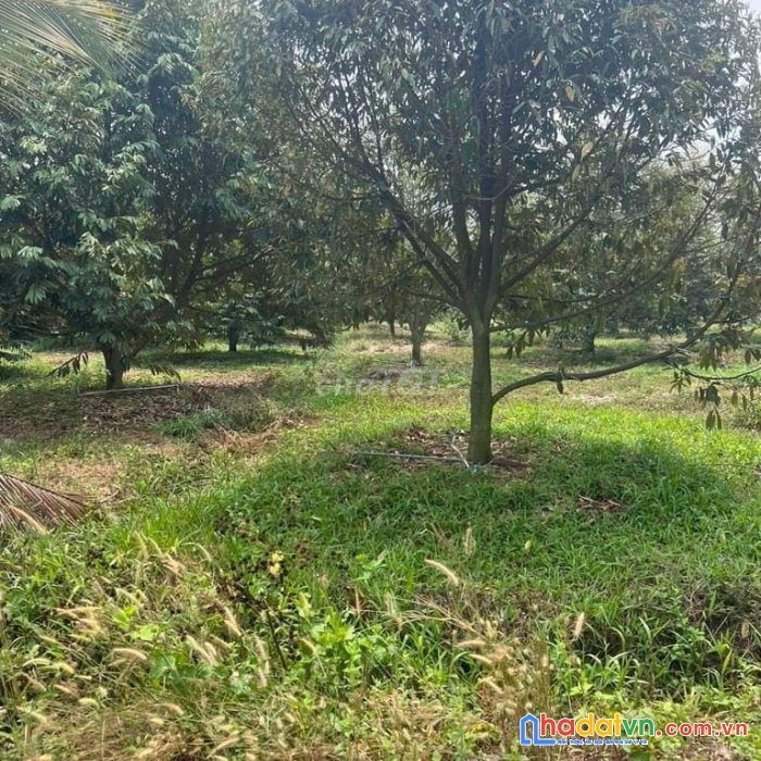 Chính chủ bán gấp vườn sầu riêng + nhà cấp 4