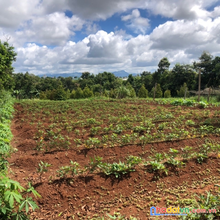 Tôi chính chủ, cần bán gấp mảnh đất phường thắng lợi, thành phố pleiku