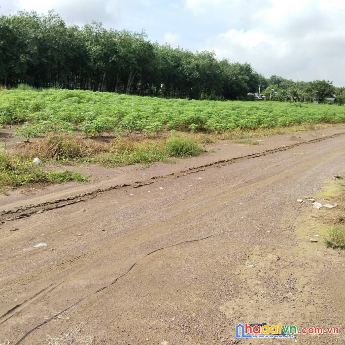 Chính chủ cần bán đất 20x100 an linh phú giáo