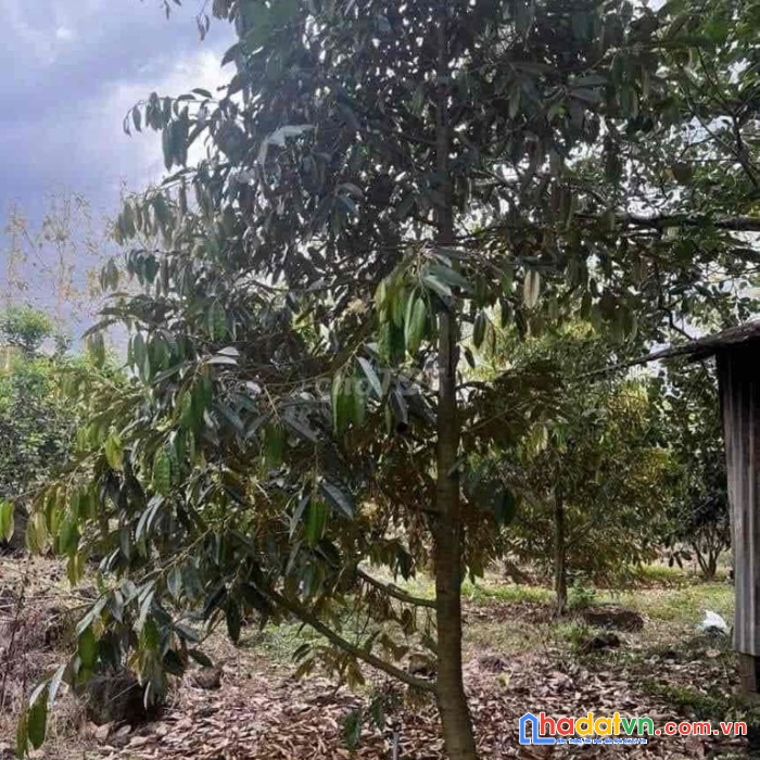 Bán miếng vườn không có thời gian chăm sóc do đi nước ngoài 360 triệu