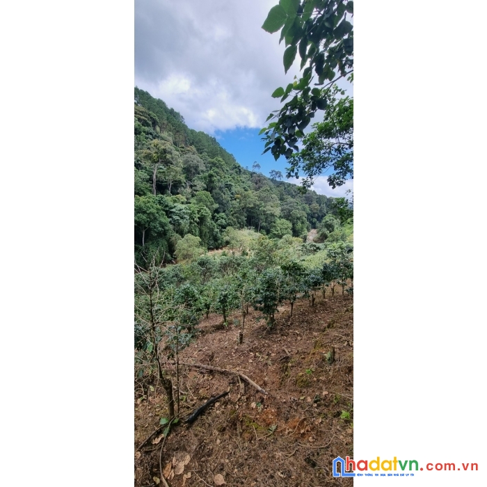 [ tin nóng ] cần bán gấp đất rộng view đẹp thích hợp làm du lịch tại phường 7, đà lạt 2ha