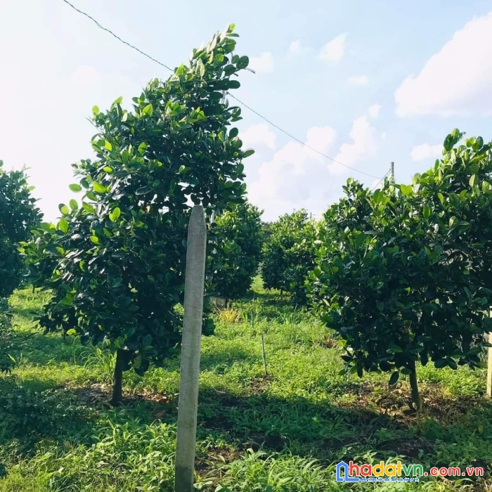 Cần bán đất vườn trái cây 2000m giá 280 triệu