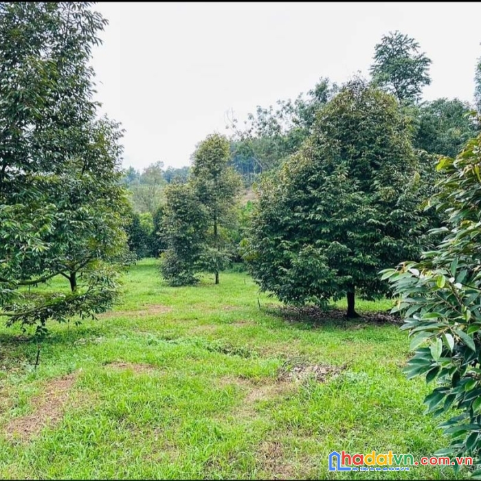 Cần bán đất vườn trái cây 2000m giá 280 triệu