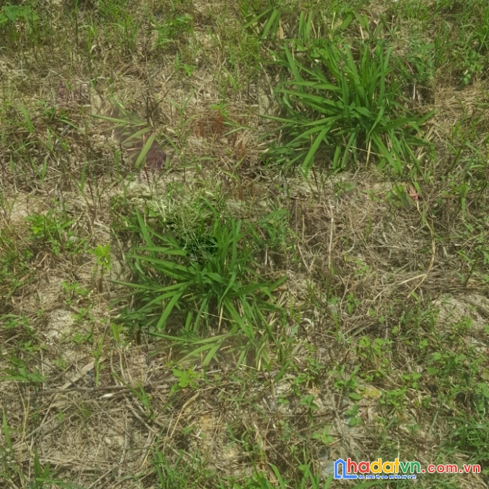 Bán hơn 80m² đất phân lô võ cường, nhỉnh 4 tỷ
