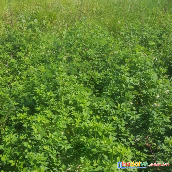 Hơn tỷ có đất đại phúc 90m², ô tô 7 chỗ ra vào thoải mái
