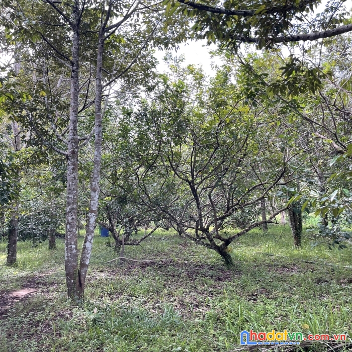 Cần bán mảnh đất 1.6ha có vườn cây trái lâu năm tại tp phú quốc giá đầu tư