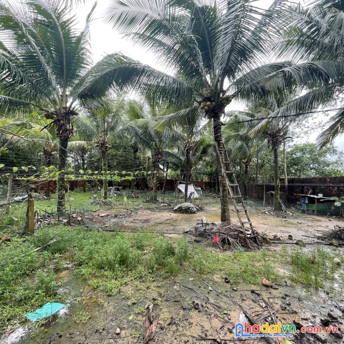 Bán đất vườn dừa trung tâm dương đông phú quốc