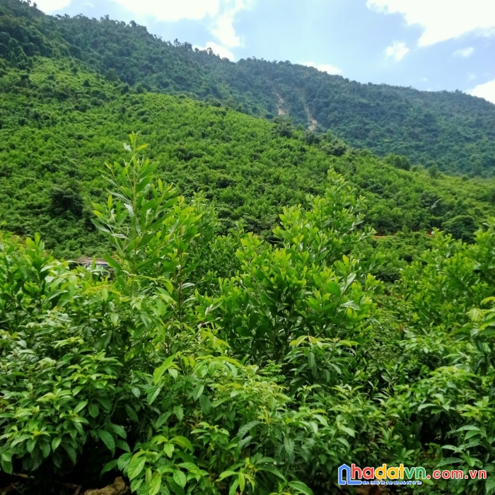 Bán 9.5ha đất rẫy tại xã hòa bắc, đà nẵng, 4.9 tỷ tl