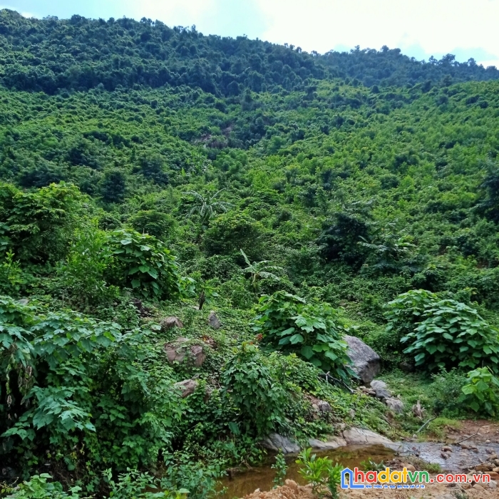 Bán 9.5ha đất rẫy tại xã hòa bắc, đà nẵng, 4.9 tỷ tl