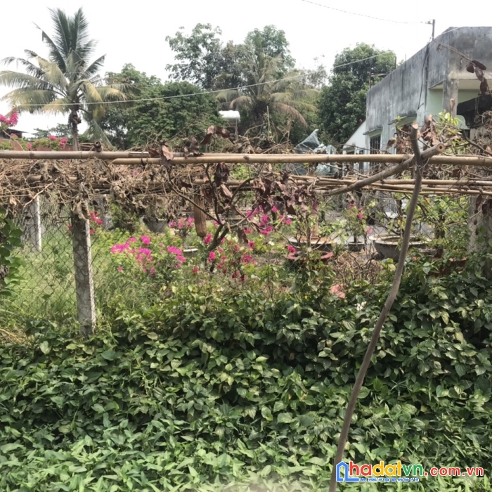 Bán đất gần chợ long hoa, tây ninh, ô tô đến đất
