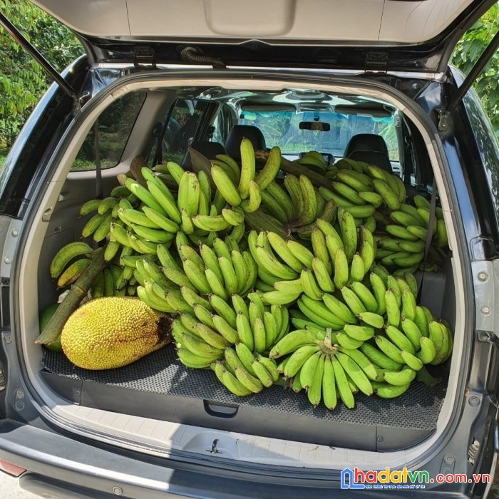 Bán nhà vườn trái cây có suối róc rách, đường trương định, giá siêu ưu đãi
