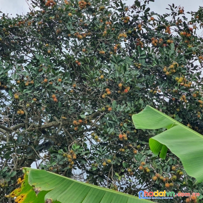 Bán nhà vườn trái cây có suối róc rách, đường trương định, giá siêu ưu đãi
