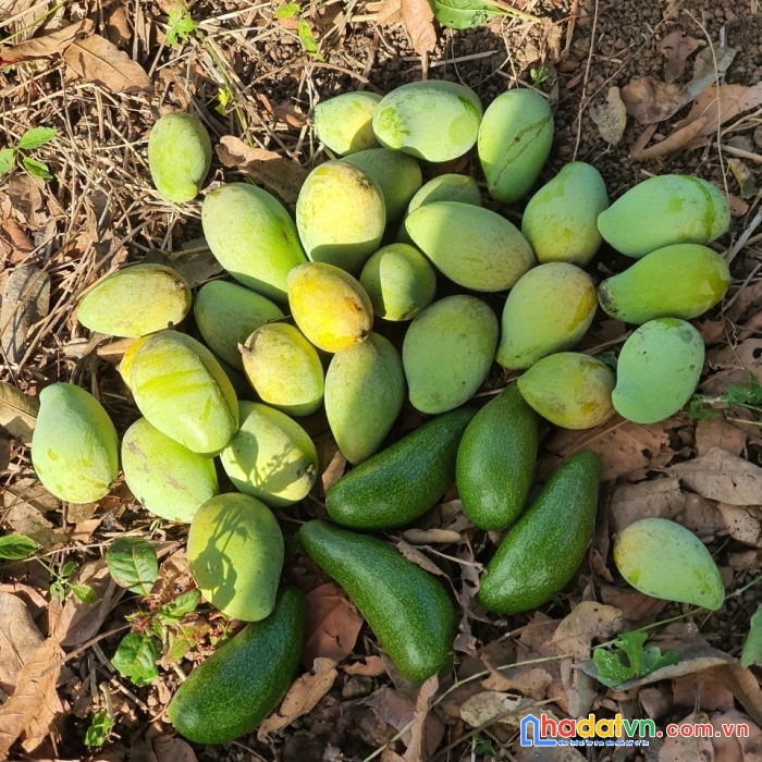 Bán nhà vườn trái cây có suối róc rách, đường trương định, giá siêu ưu đãi
