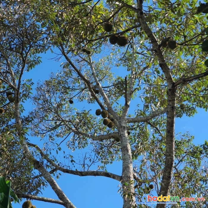 Bán nhà vườn trái cây có suối róc rách, đường trương định, giá siêu ưu đãi
