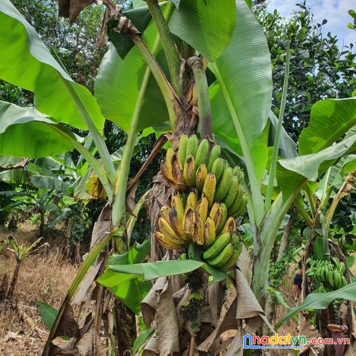 Bán nhà vườn trái cây có suối róc rách, đường trương định, giá siêu ưu đãi
