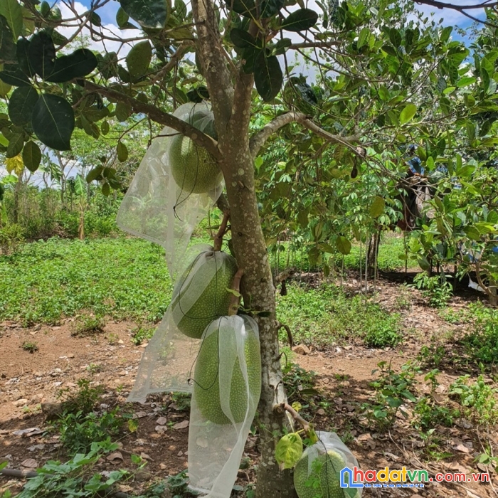 Bán nhà vườn trái cây có suối róc rách, mặt tiền đường nhà nước, có thổ cư
