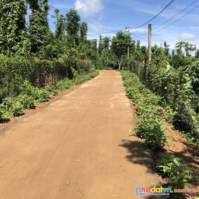 Bán nhà vườn trái cây có suối róc rách, mặt tiền đường nhà nước, có thổ cư
