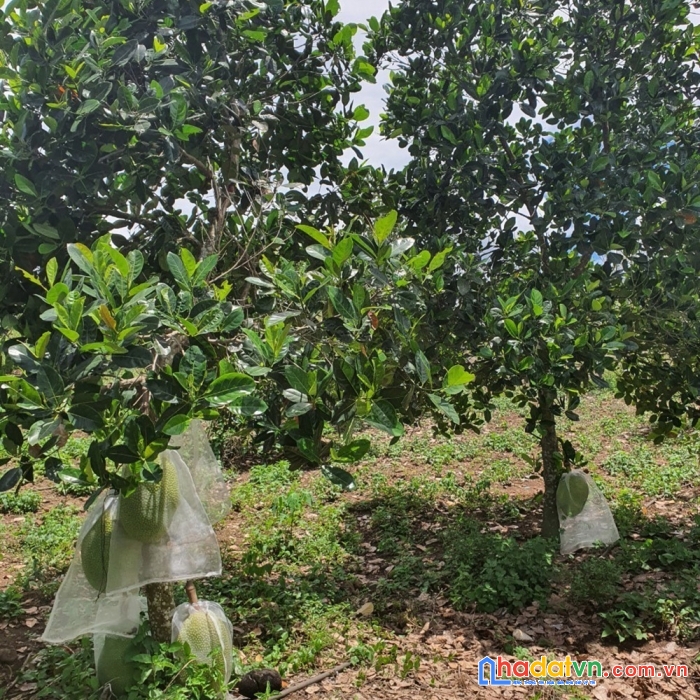 Bán nhà vườn trái cây có suối róc rách, mặt tiền đường nhà nước, có thổ cư
