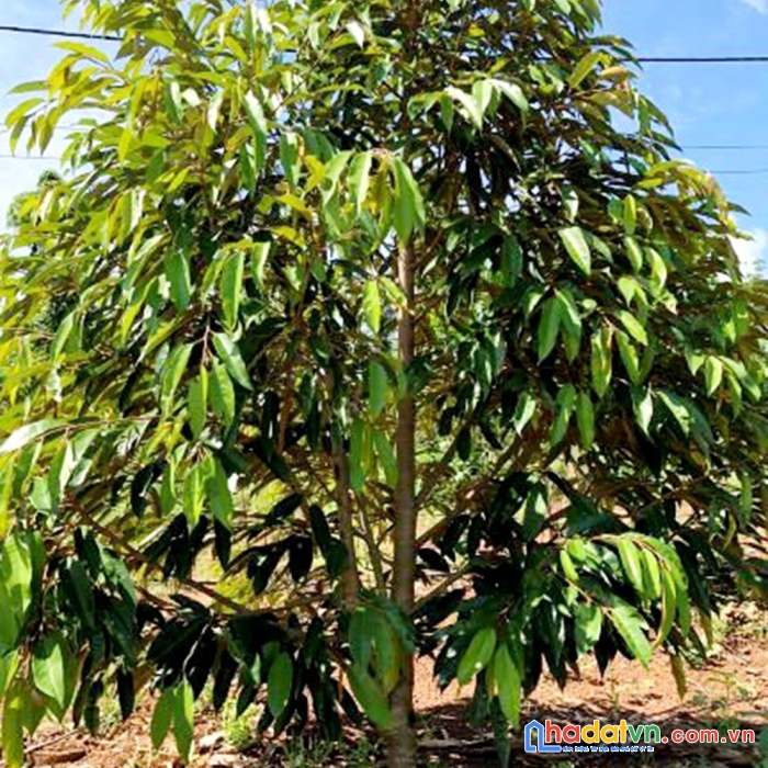 Bán nhà vườn trái cây có suối róc rách, mặt tiền đường nhà nước, có thổ cư
