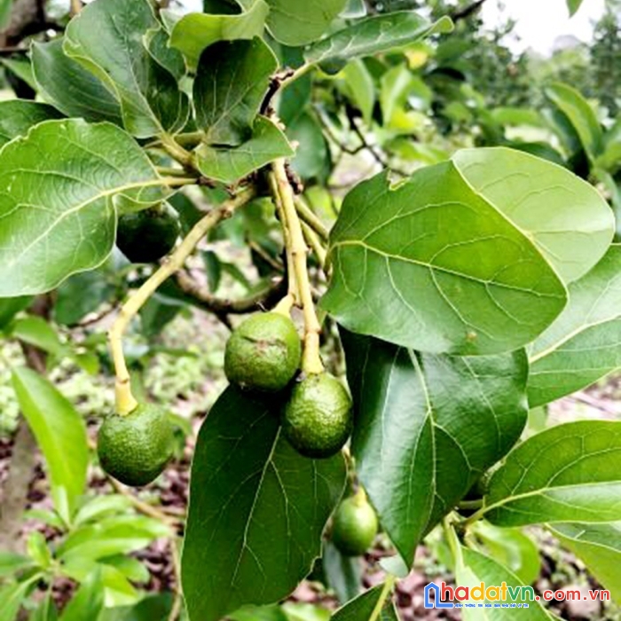 Bán nhà vườn trái cây có suối róc rách, mặt tiền đường nhà nước, có thổ cư
