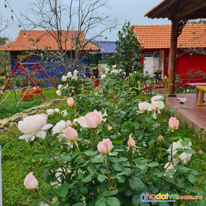 Bán  khu đất đarahoa có homestay, đối diện kqh sân golf 