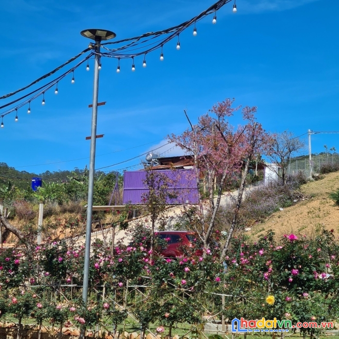 Bán  khu đất đarahoa có homestay, đối diện kqh sân golf 