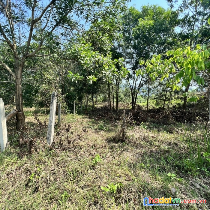 Cần bán đất mặt tiền đường phạm ngọc thạch đạ huoai lâm đồng