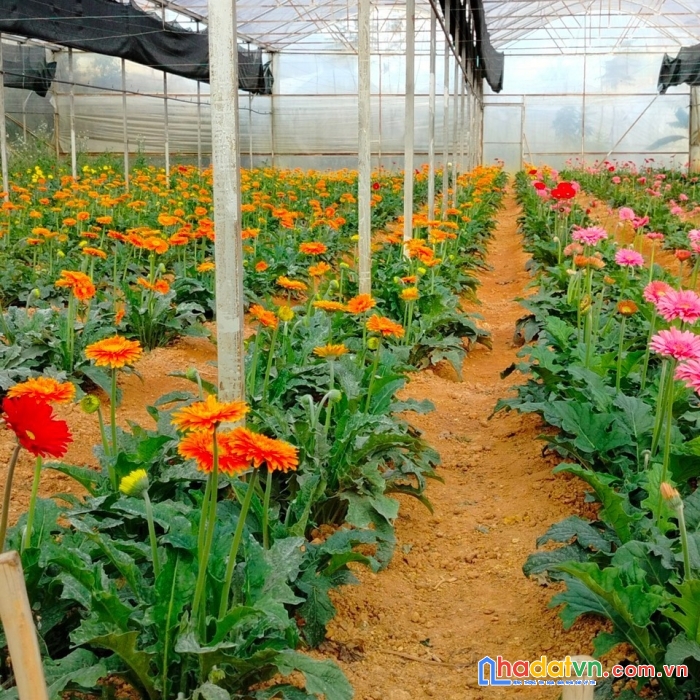 Bán 1000m2 đất đà lạt, săn mây cầu đất, 3tỉ6, lh 0888-113-882 