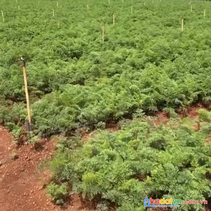 Bán 2000m2 đất xuân thọ tp đà lạt, sổ riêng xây dựng, có đất ở thổ cư, 16tỉ, lh 0888-113-882