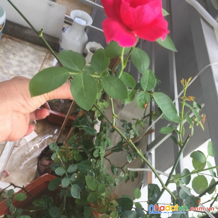 Bán căn nhà 4 tầng giá 1,4 tỷ ở ngõ trại cá, trương định