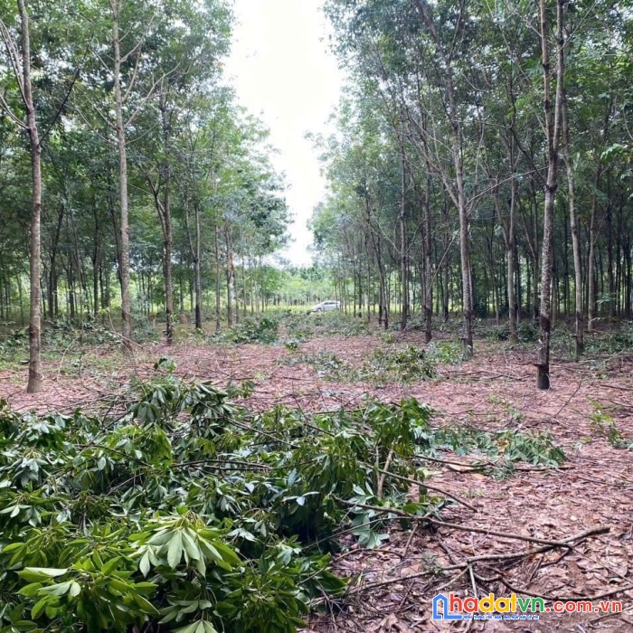 Vườn cao su diện tích lớn có sẵn thổ cư giá siêu ngộp tại bình dương