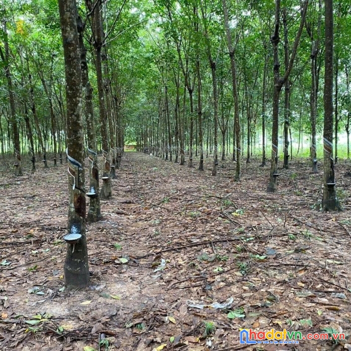 Vườn cao su diện tích lớn có sẵn thổ cư giá siêu ngộp tại bình dương