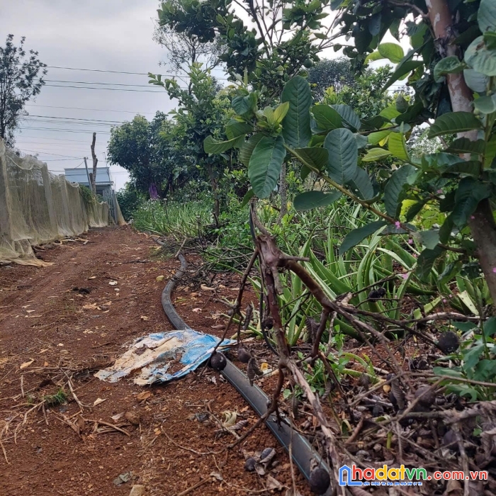 Cần bán đất mặt tiền đường nhựa xã tân thành,đức trọng