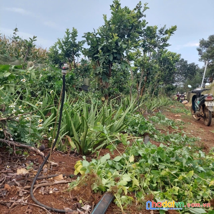 Cần bán đất mặt tiền đường nhựa xã tân thành,đức trọng