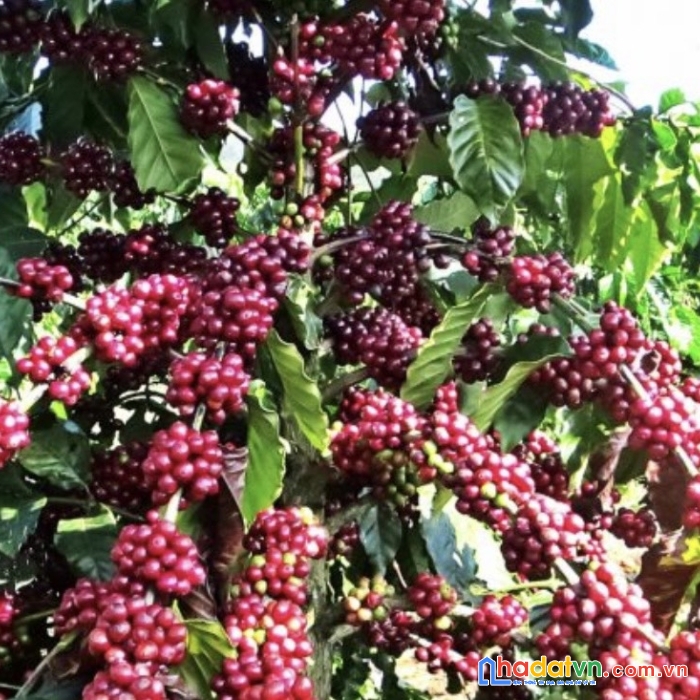 Chính chủ kẹt tiền cần bán 4het-ta café đất đỏ bazan  xã ea kueh, huyện cư mgar, tỉnh đắk lắk