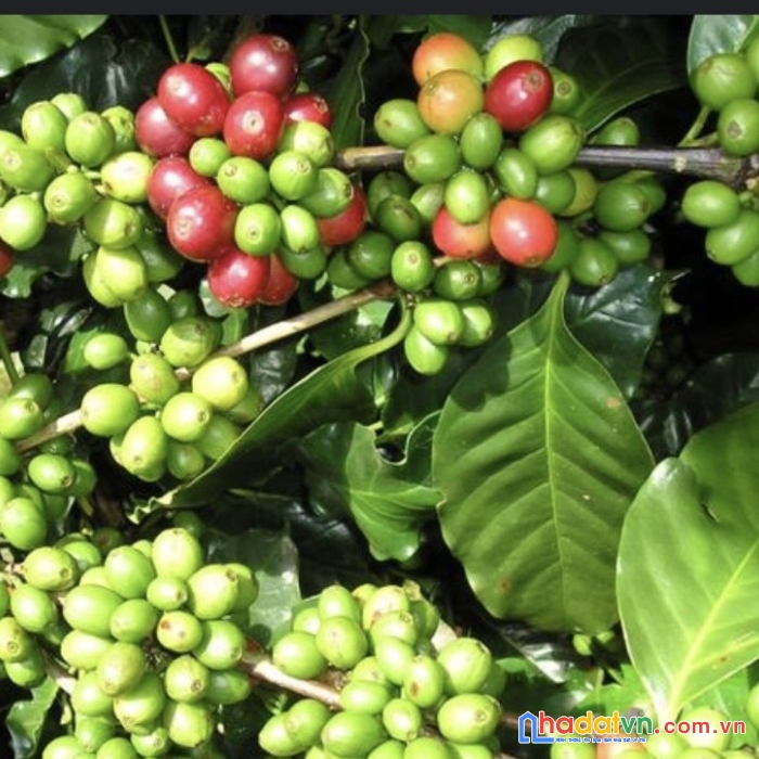 Chính chủ kẹt tiền cần bán 4het-ta café đất đỏ bazan  xã ea kueh, huyện cư mgar, tỉnh đắk lắk