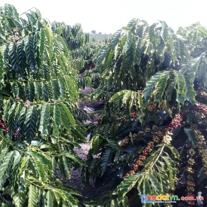 Chính chủ kẹt tiền cần bán 4het-ta café đất đỏ bazan  xã ea kueh, huyện cư mgar, tỉnh đắk lắk