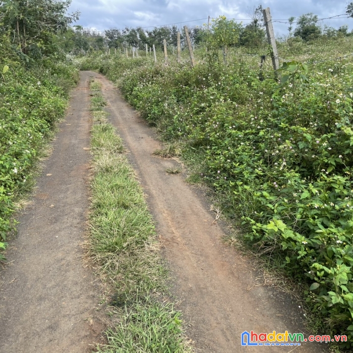 Bán nhanh lô đất 100/tr 10x54 tx buôn hồ, đak lak