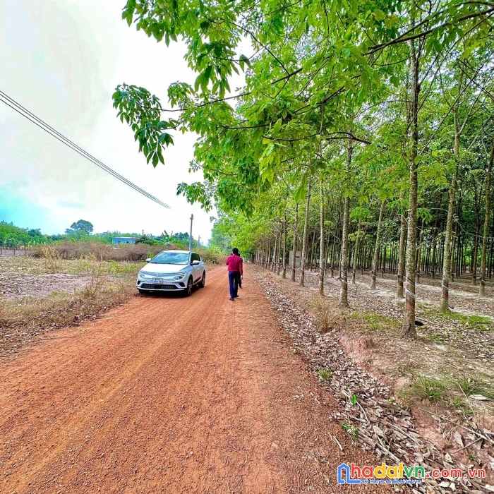 Đất bán cách chợ minh thạnh 5 phút tại dầu tiếng, bình dương