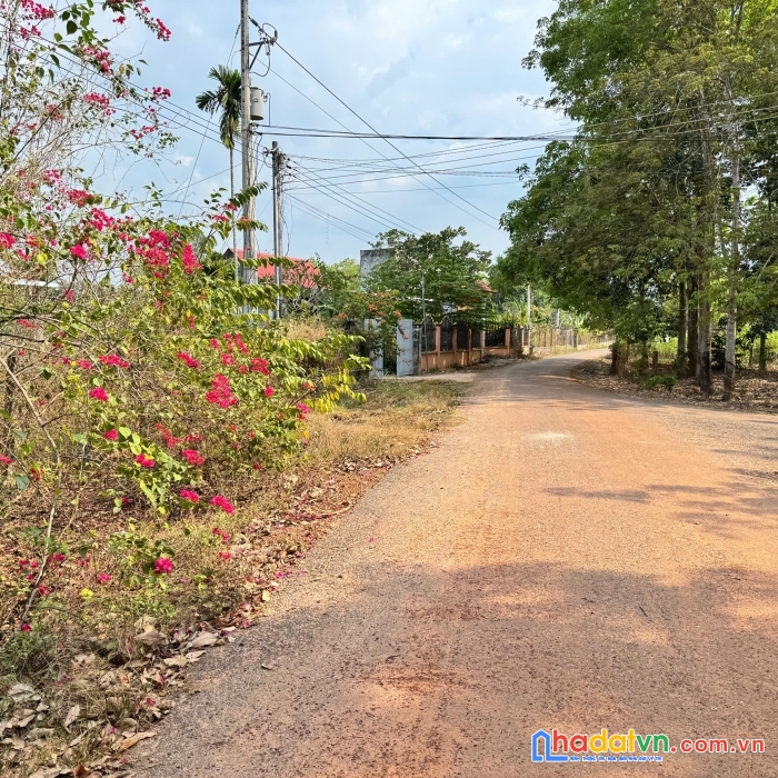 Bán đất minh thạnh - dầu tiếng - bình dương đối diện trường thcs minh thạnh