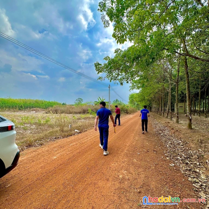 Chỉ 520 triệu sở hữu trọn lô đất nằm cạnh chợ thái  bình, xã minh thạnh, dầu tiếng, bình dương