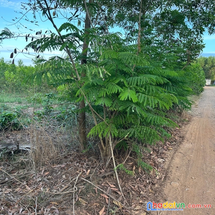 Cần bán lô đất ở vị trí đẹp, giá 450 triệu 1000m2 sổ riêng xã xuân hưng, xuân lộc, đồng nai