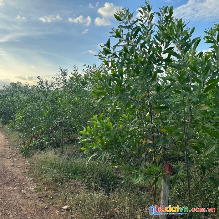 Cần bán lô đất ở vị trí đẹp, giá 450 triệu 1000m2 sổ riêng xã xuân hưng, xuân lộc, đồng nai