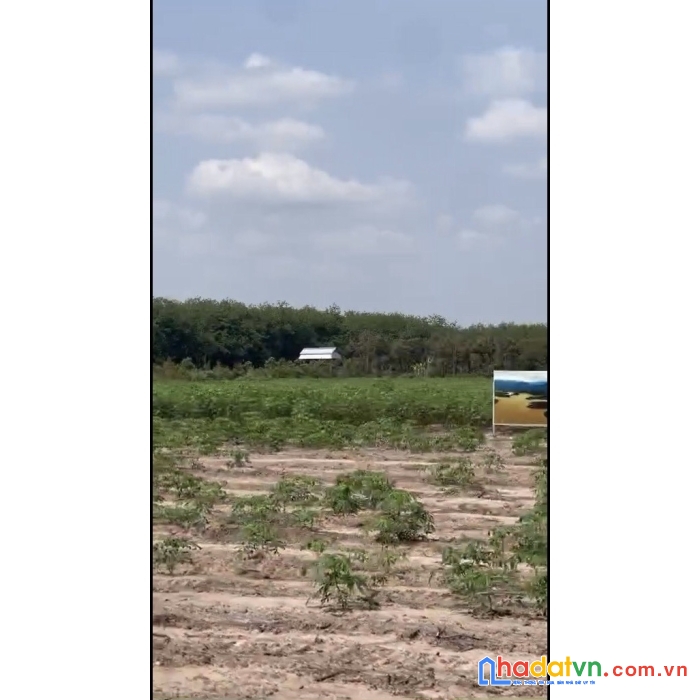 Lô đất đẹp 280m² ngay bàu bàng, đất đẹp trừ văn thố, đương hồ chí minh – cần bán gấp!
