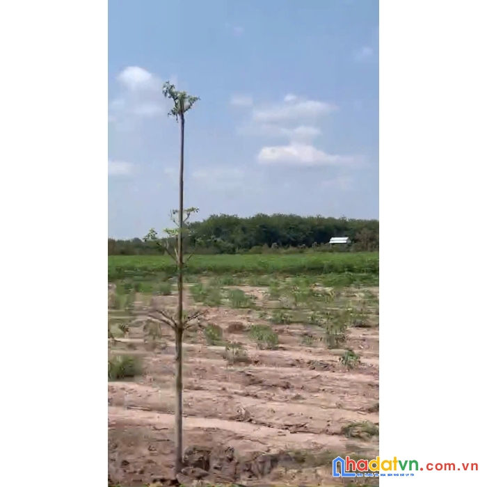 Lô đất đẹp 280m² ngay bàu bàng, đất đẹp trừ văn thố, đương hồ chí minh – cần bán gấp!