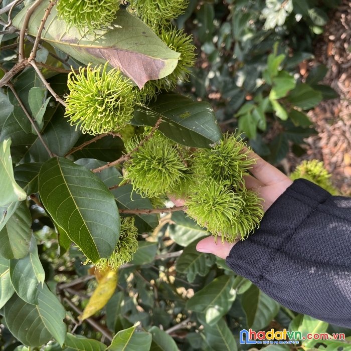 Cần bán nhanh lô đất vuông vức (25*42m) tại bàu hàm 2 giá rẻ