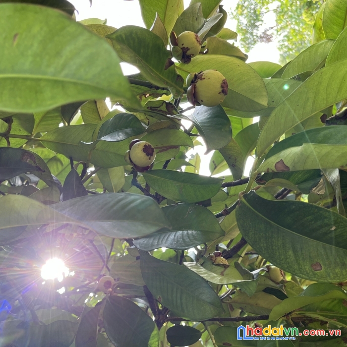 Cần bán nhanh lô đất vuông vức (25*42m) tại bàu hàm 2 giá rẻ