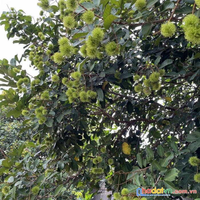 Cần bán nhanh lô đất vuông vức (25*42m) tại bàu hàm 2 giá rẻ