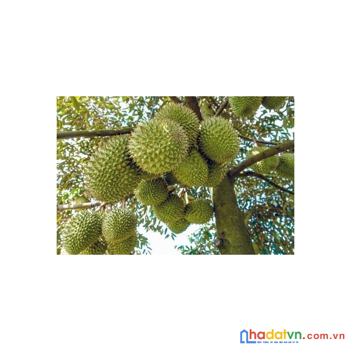 Gia đình cần bán gấp lô đất vườn có sẵn căn nhà xinh xắn tại hưng lộc – thống nhất