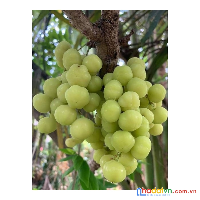 Gia đình cần bán gấp lô đất vườn có sẵn căn nhà xinh xắn tại hưng lộc – thống nhất